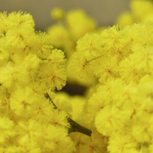 Mimosen zum Weltfrauentag